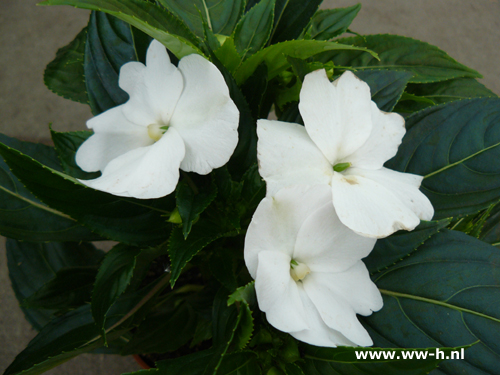 Impatiens New Guinea Hybrids wit Vlijtig liesje - Klik op de afbeelding om het venster te sluiten